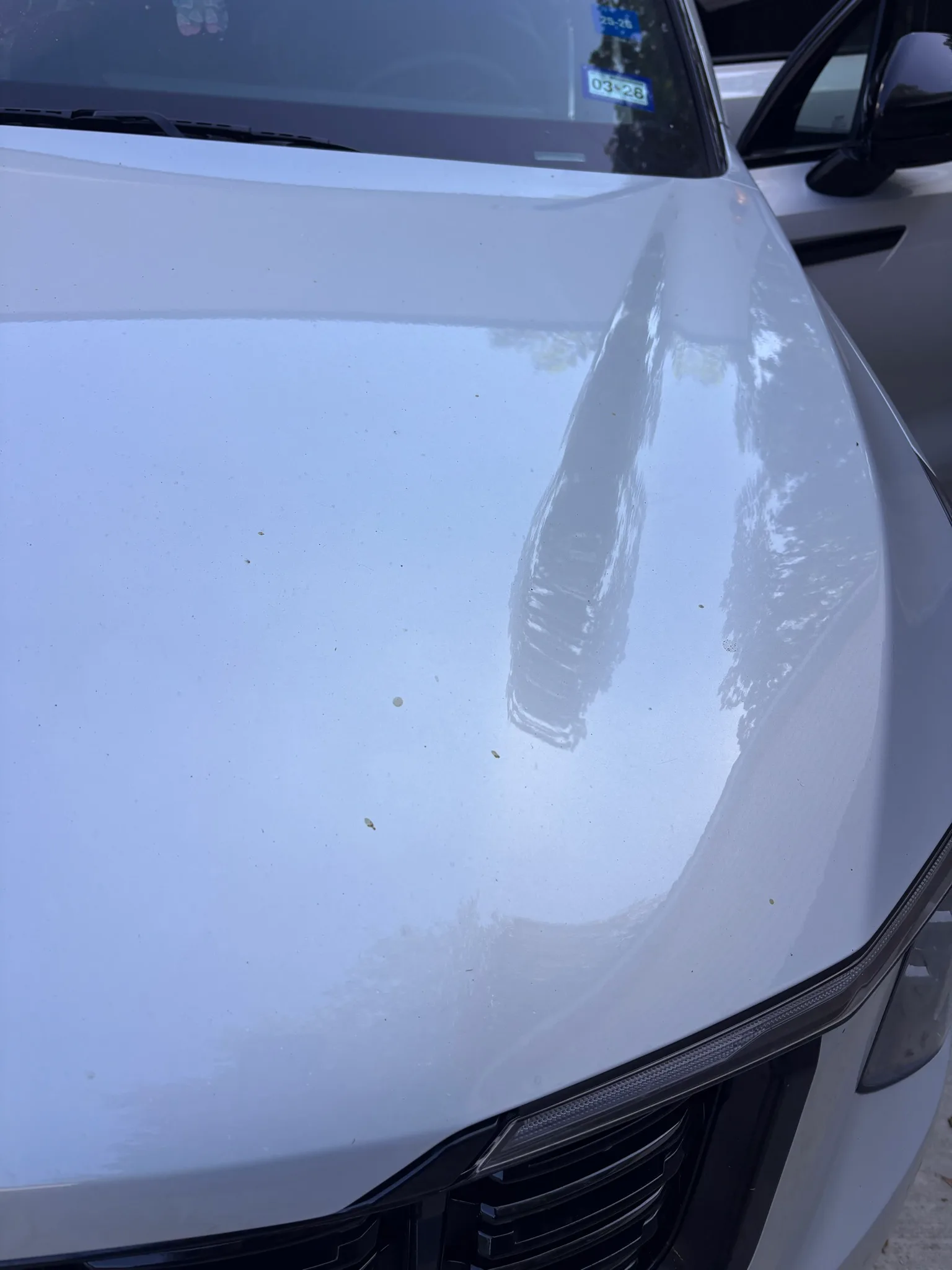 Glossy white hood of an SUV reflecting the surroundings after polishing.