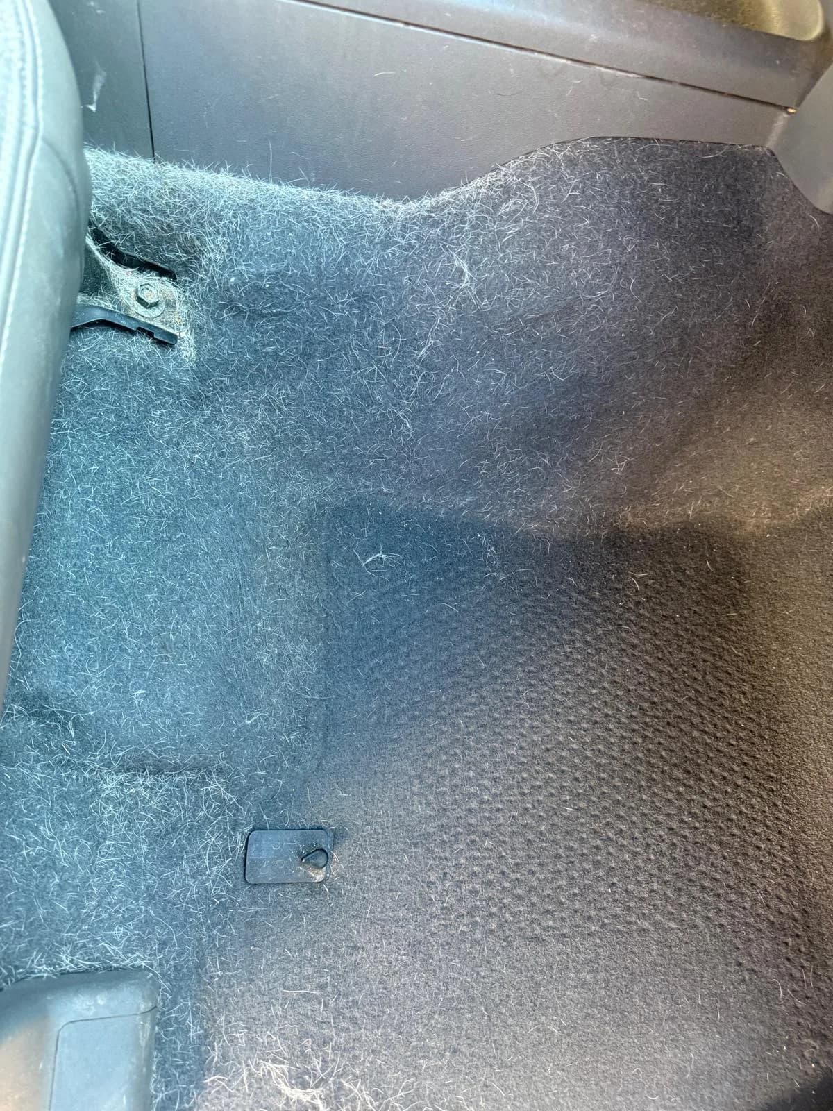 Carpet floor covered in embedded pet hair before extraction.