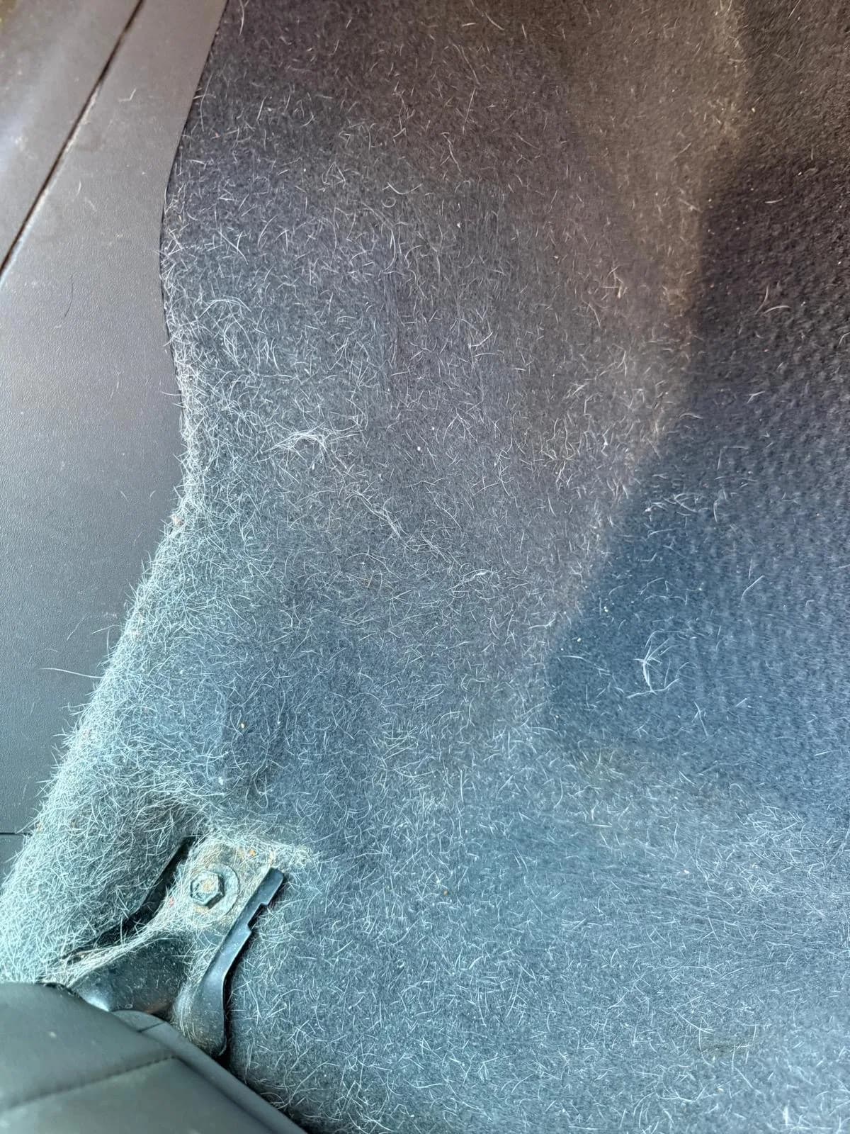 Tight close-up of white pet hair woven into dark carpet fibers.